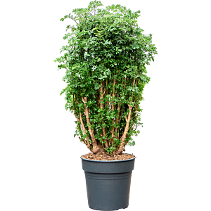 Aralia (Polyscias) 'Roble'