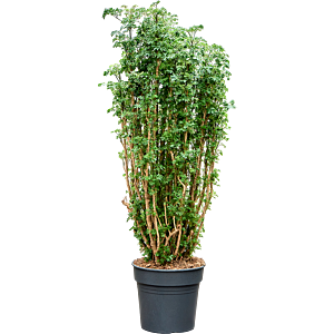 Aralia (Polyscias) 'Roble'