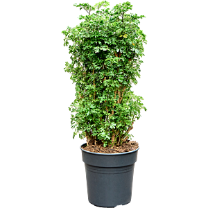 Aralia (Polyscias) 'Roble'