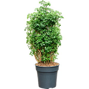 Aralia (Polyscias) 'Roble'