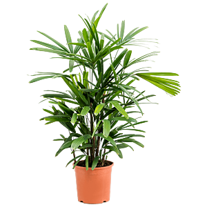 Rhapis excelsa, kantoorplanten top 10