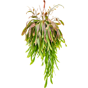 Rhipsalis ramulosa Red Coral hangplant voor de werkruimte