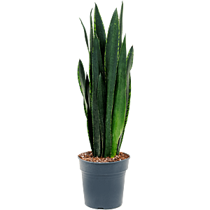 Sansevieria trifasciata 'Black Tiger'