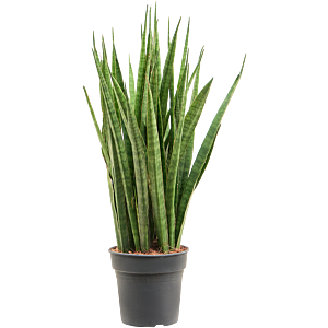 Sansevieria kirkii
