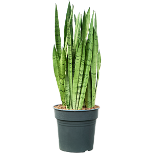 Sansevieria trifasciata 'Silver Mist'