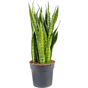 Sansevieria zeylanica