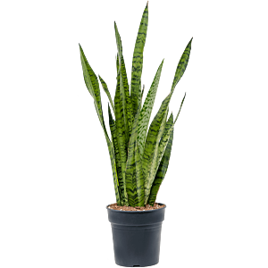 Sansevieria zeylanica
