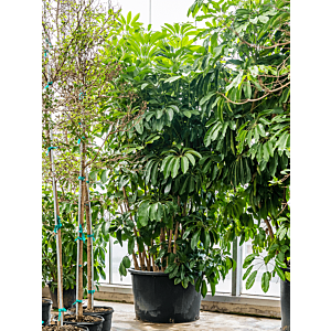 Schefflera Amate