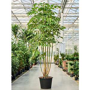 Schefflera actinophylla 'Amate'
