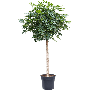 Schefflera arboricola 'Compacta'
