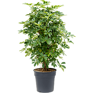 Schefflera arboricola 'Compacta'