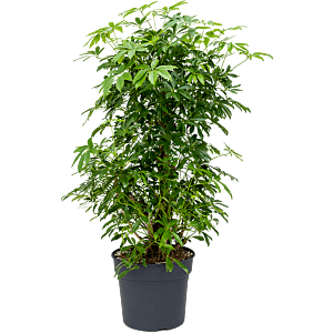 Schefflera arboricola 'Compacta'
