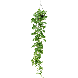 Scindapsus (Epipremnum) 'Aureum'