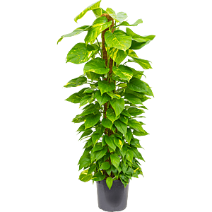 Scindapsus epipremnum aureum op mosstok