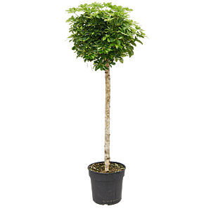 Schefflera arboricola 'Gold Capella'