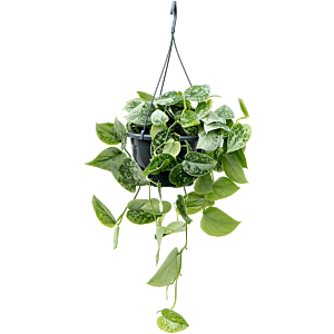 Scindapsus pictus