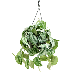 Scindapsus pictus, hangplant voor kantoor