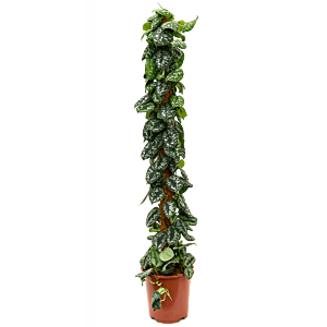 Scindapsus pictus