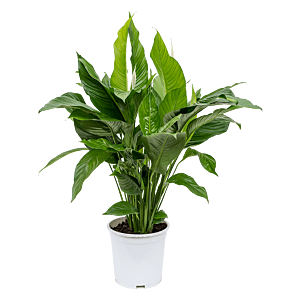 Spathiphyllum 'Sweet Lauretta'