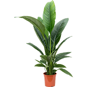 Spathiphyllum sensation. Mooie plant voor kantoor