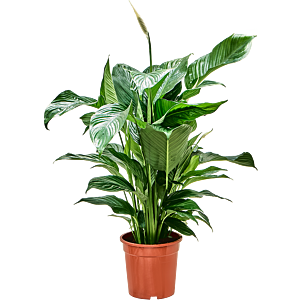 Spathiphyllum 'Sweet Lauretta'