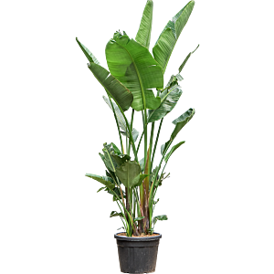 Strelitzia nicolai