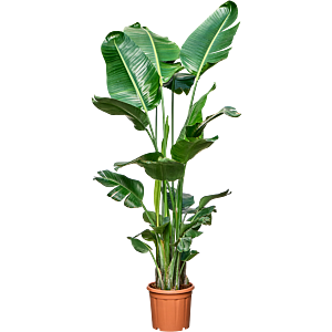 Strelitzia nicolai