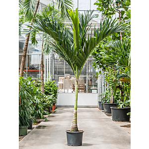 Veitchia (Adonidia) merrillii