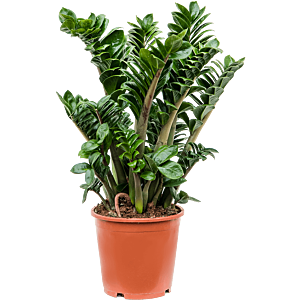 Zamioculcas zamiifolia 'Zenzi'