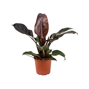 Philodendron Imperial Red mooie plant