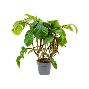 philodendron op rek