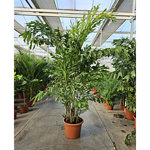 Caryota mitis