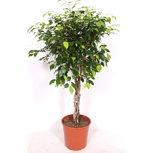 Ficus Exotica