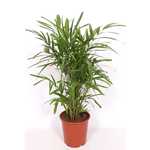 Pthychosperma macarthurii