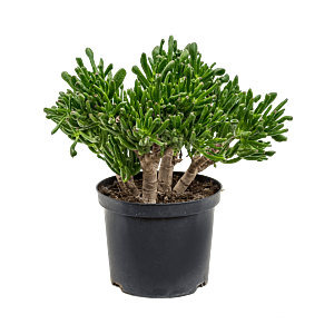 Crassula ovata 'Horntree'