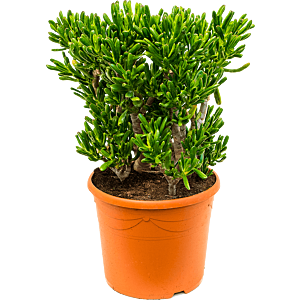 Crassula ovata 'Horntree'
