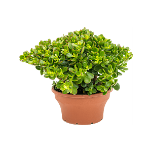 Crassula ovata 'Minor'