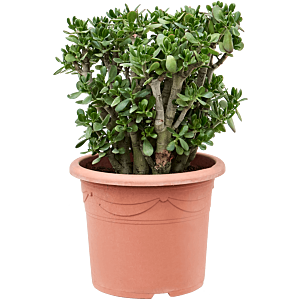 Crassula ovata