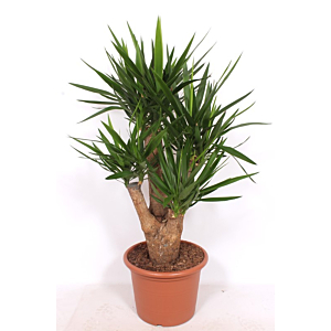 Yucca elephantipes