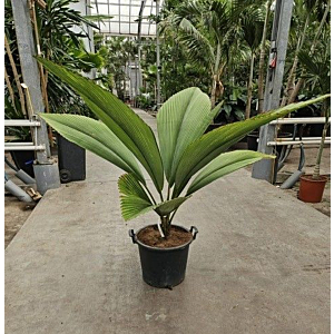 Johannesteijsmannia jasmaniana