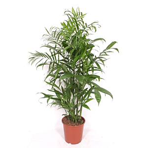 Chamaedorea Seifrizii