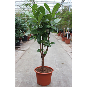 Ficus lyrata stam vertakt
