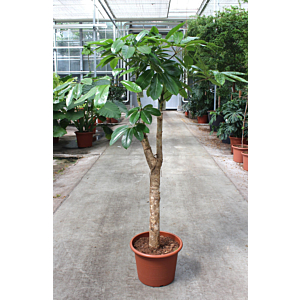 Schefflera actinophylla 'Amate’