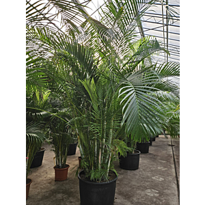 Areca
