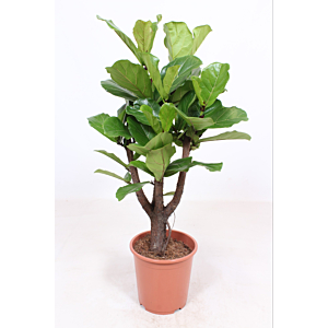 Ficus Lyrata