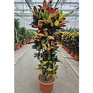 Croton Iceton