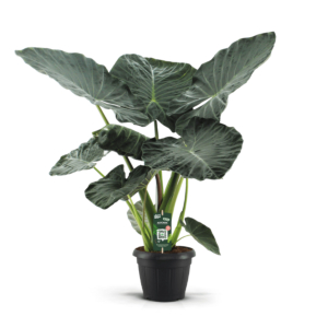 grote alocasia