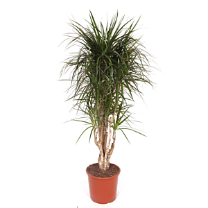 Dracaena marginata