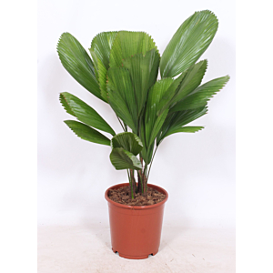 Licuala grandis