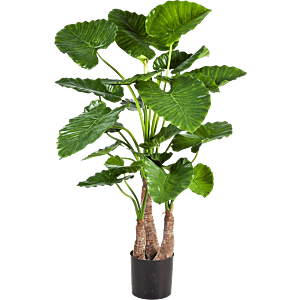 Alocasia Calidora